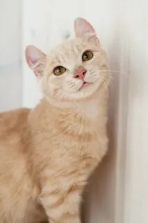 Кот окрас светлый