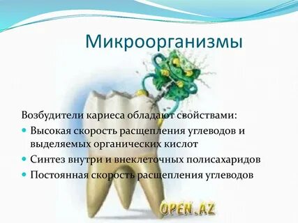 Бактерии кариеса