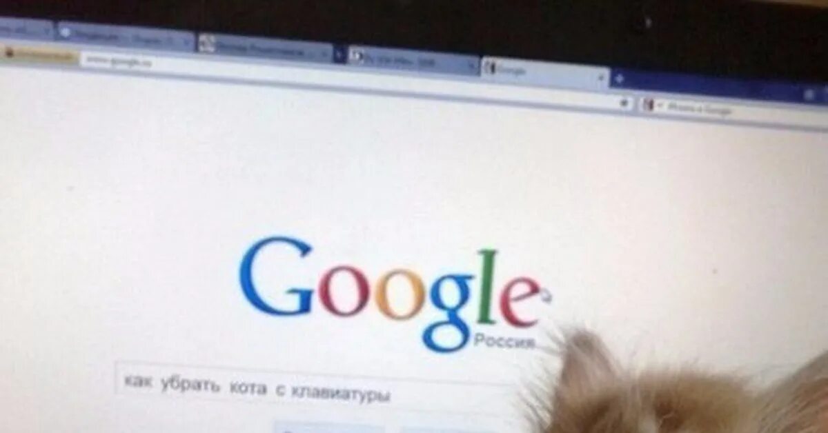 Гугл котики. Кот гуглит. Перламутровые Google картинки. Перламутровые нельзя гуглить.