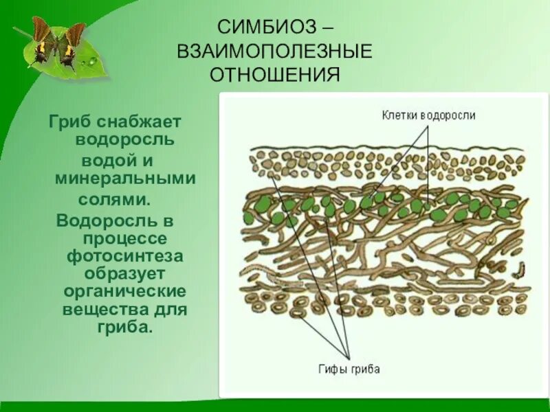 Водоросль и гриб отношения