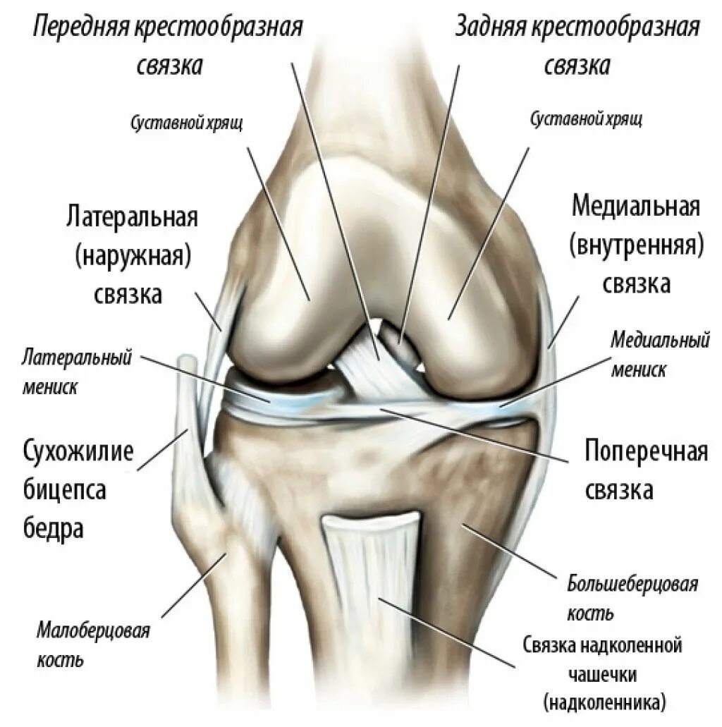 Строение колена у человека