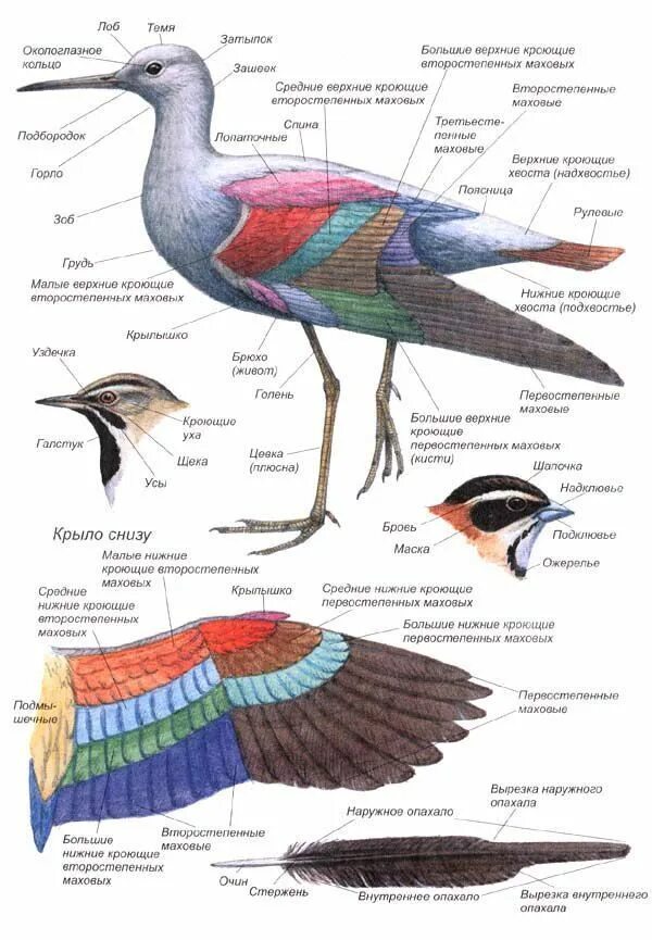 Строение птицы. Части тела птицы. Части туловища птицы. Анатомия птиц.