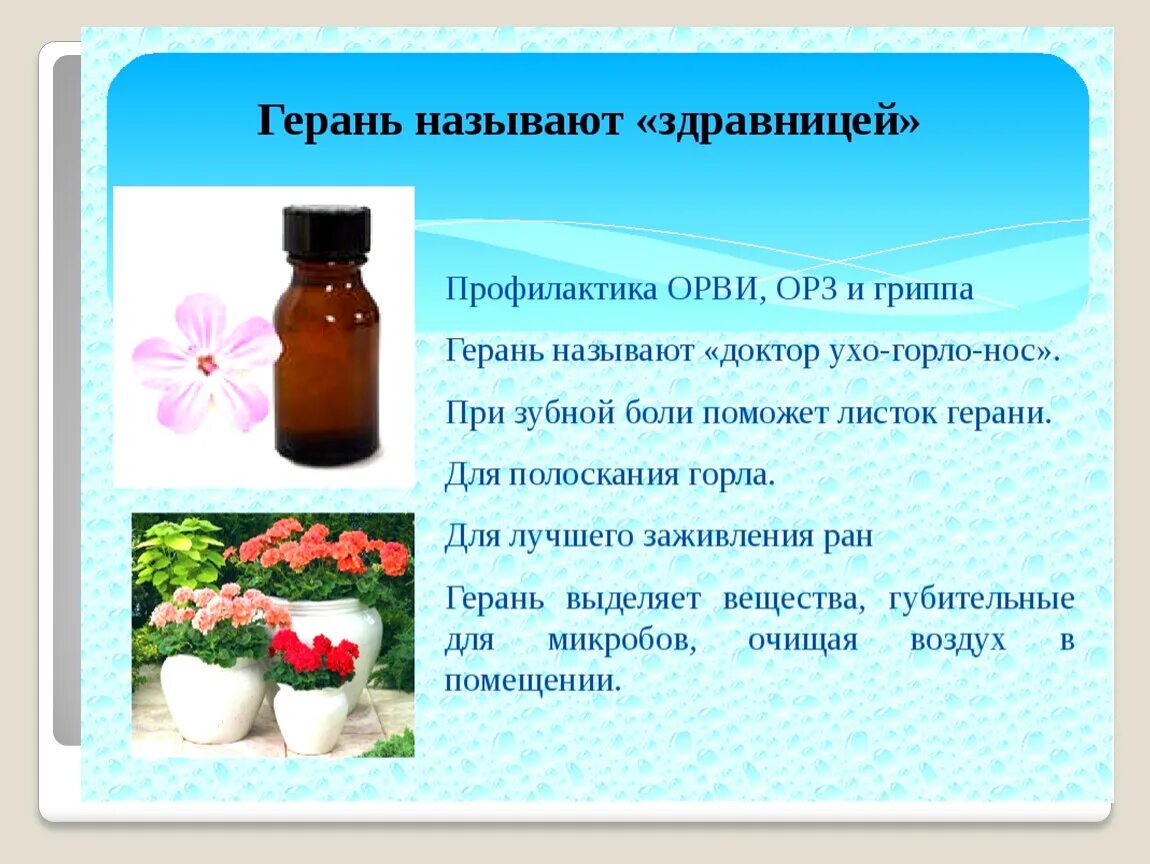Комнатное растение с запахом AnikStroy.ru