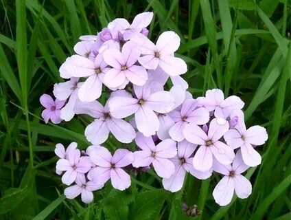 Вечерница