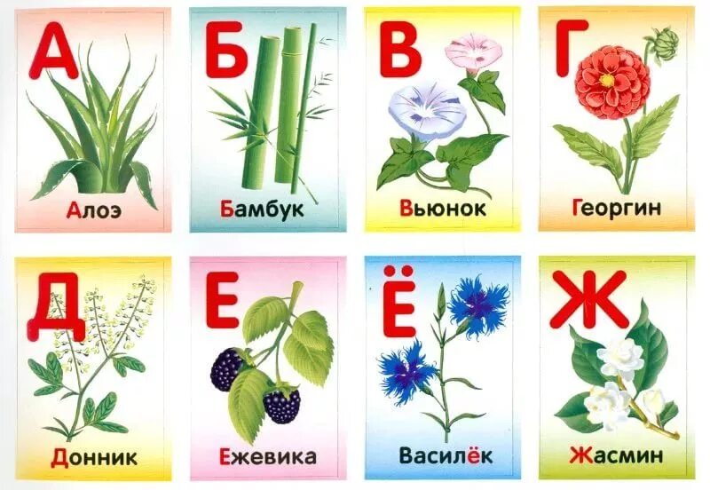 Картинки КАРТИНКИ ЦВЕТОВ С НАЗВАНИЯМИ ДЛЯ ДЕТЕЙ