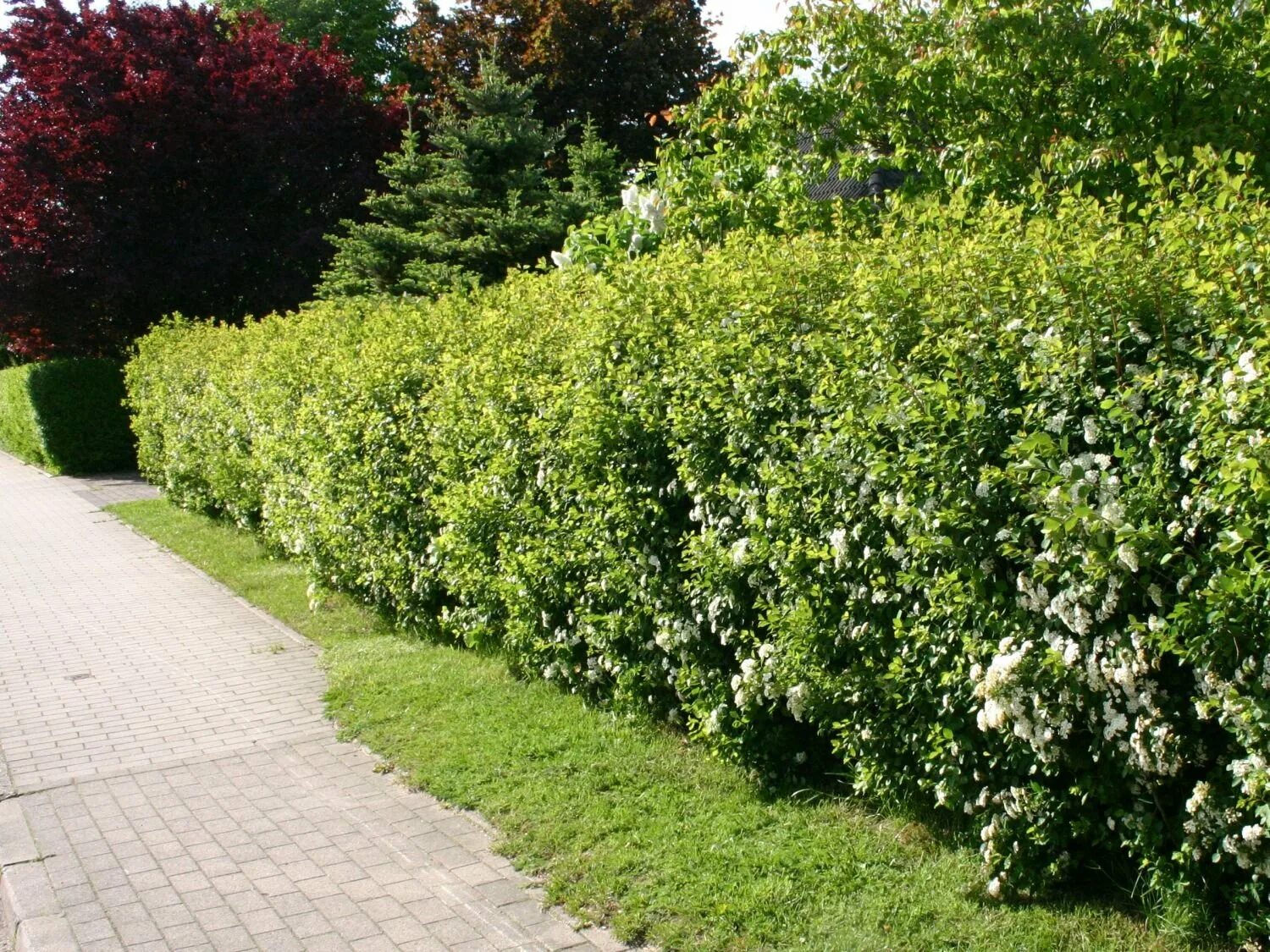 Спирея грефшейм живая. Спирея изгородь. Спирея голден принцесс бордюр. Спирея изгородь. Спирея вангутта живая изгородь.