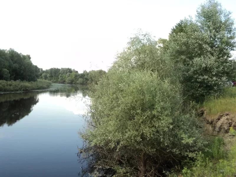 Кустарник растет по берегам рек. Кусты на берегу реки. ивняк на берегу реки. кустарники на берегу реки. кусты возле речки.