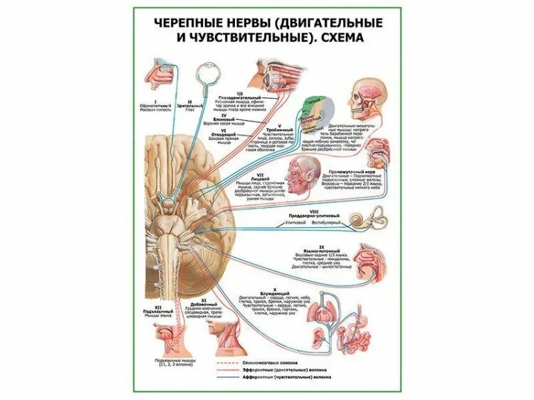 Черепные нервы схема. Двигательные Черепные нервы. Чувствительные и двигательные нервы. Черепно мозговые нервы чувствительные двигательные. Смешанные Черепные нервы.