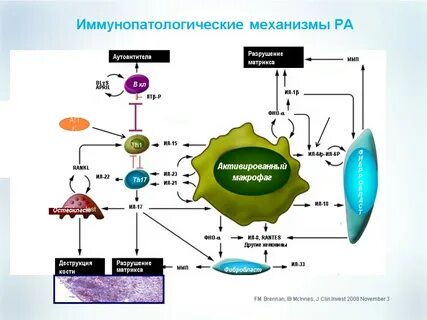 Действие макрофагов