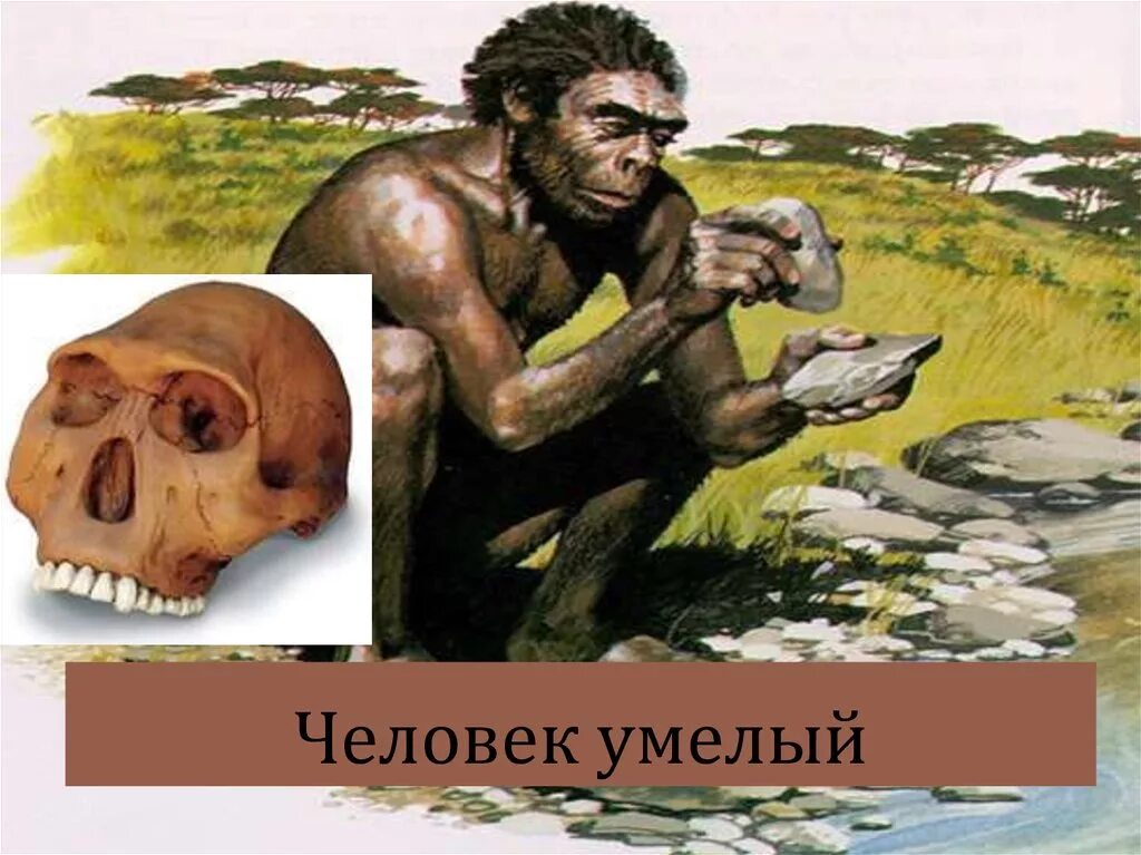 Человек умелый homo habilis. Человек умелый хомо хабилис. Хомо хабилис австралопитек. Австралопитек человек умелый. Дриопитеки австралопитеки древнейшие люди древние люди