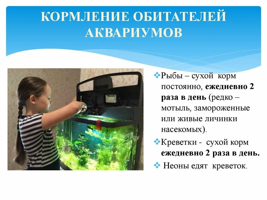 Аквариум как модель экосистемы практическая работа 2. Комнатный аквариум как модель экосистемы проект. Моделирование: экосистема аквариума. Жители аквариума. Постоянные обитатели аквариума.