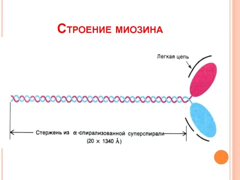 Структура миозина. Схема строения молекулы миозина. Аминокислоты миозина. Структура миозина. Молекула миозина.