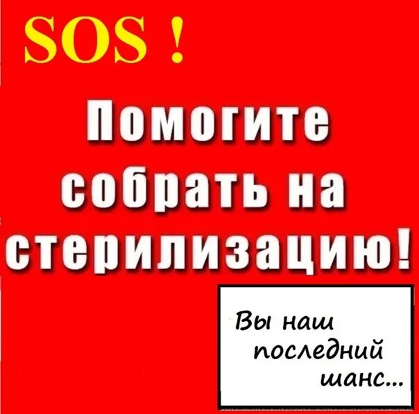 Родители отправили дочь на стерилизацию. Помогите на стерилизацию. Помогите собрать на стерилизацию. Помогите оплатить стерилизацию. Срочный сбор на стерилизацию.