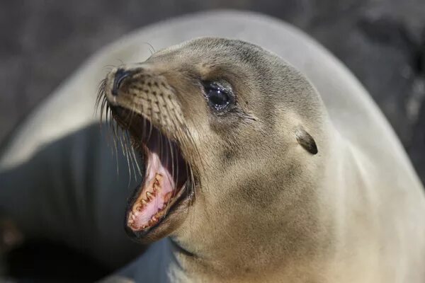 морские котики спецназ seal team. морские котики 2015. морские котики 2015. морские котики спецназ seal team. спецназ seal team.