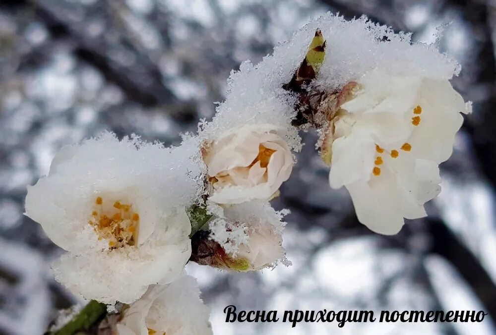 Снегопад весной. Зима солнце. Весенний снегопад. С новым снегом весной. Цветы снежок.