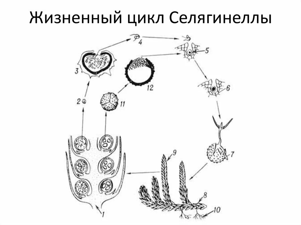 Плауновидные развитие. Жизненный цикл селагинеллы схема. Цикл развития плауна селагинеллы. Селагинелла цикл развития. Цикл развития плауна схема.