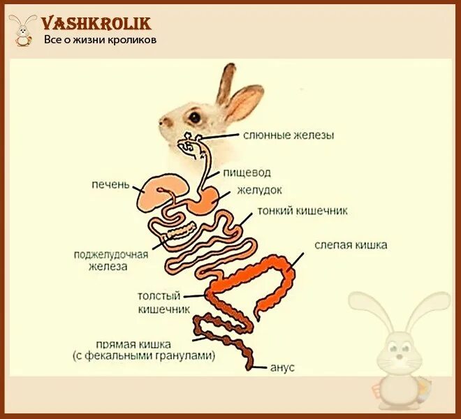 Пищеварительная система кролика. Система пищеварения кролика. Пищеварительная система кролика схема. Строение ЖКТ кролика. Внутреннее строение кролика