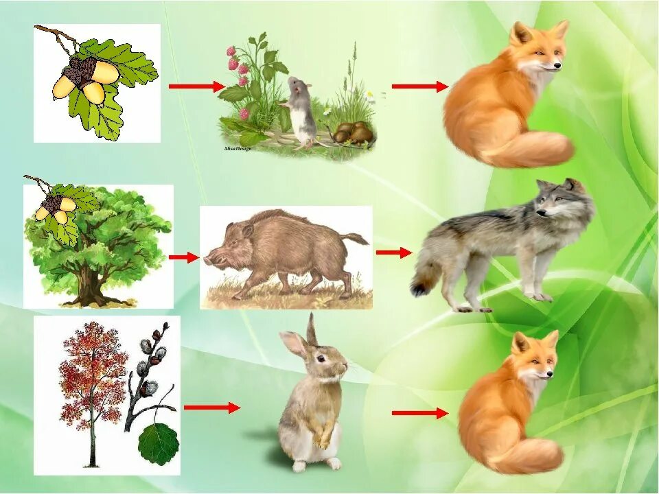Пищевая цепочка леса для дошкольников. Пищевые Цепочки для дошкольников. Цепочки питания животных для дошкольников. Пищевая цепочка в подготовительной группе. В каком природном сообществе селится лисичка