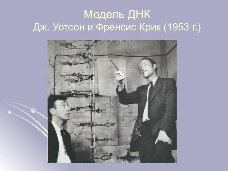 1953 Уотсон и крик. Модель ДНК Уотсона и крика. Модель Дж Уотсона и ф крика. Дж Уотсон и ф крик. Дж крик