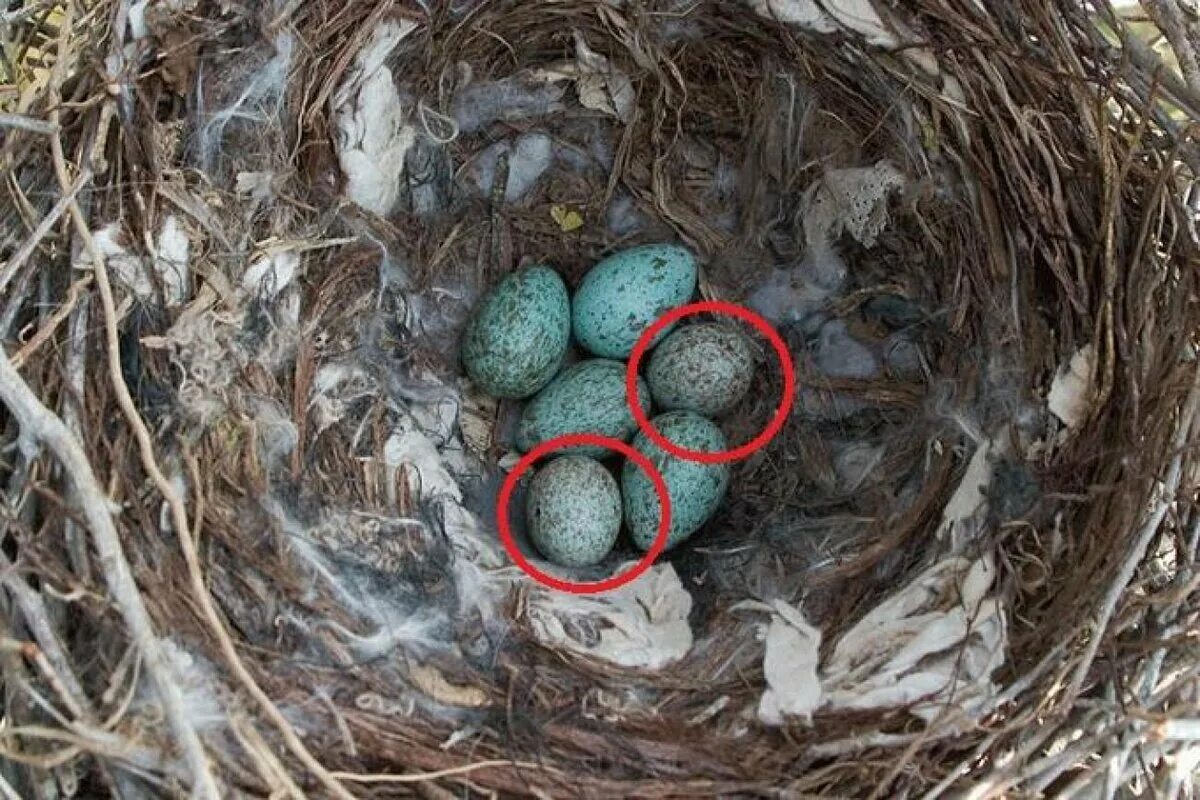 Какого цвета яйца птиц. Гнездо шпорцевой кукушки. Яйца кукушки. Гнездо вьюрка. Яйца кукушки в чужом гнезде.