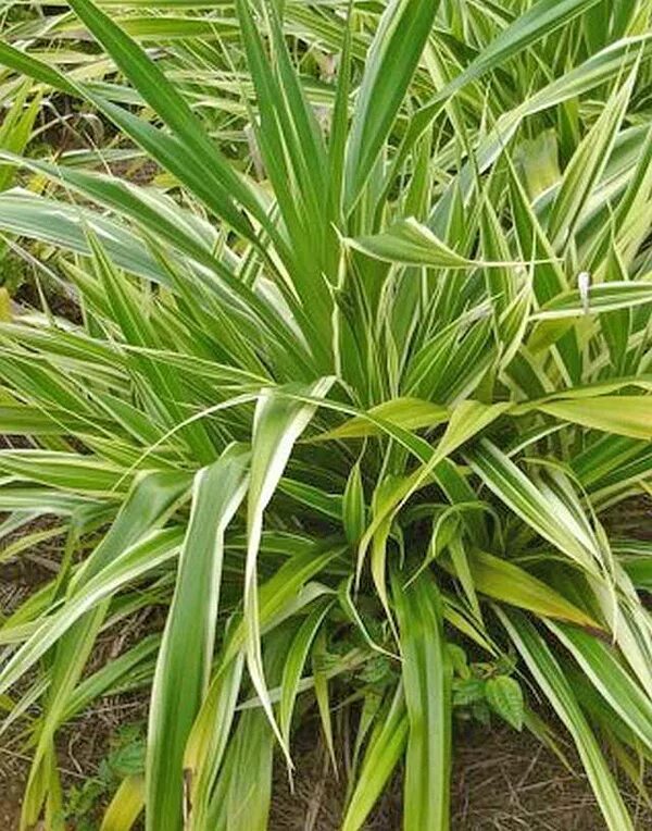 Панданус вейча. Хлорофитум панданус. "пальма" пестролистный панданус. Растение панданус. Юкка драцена панданус.