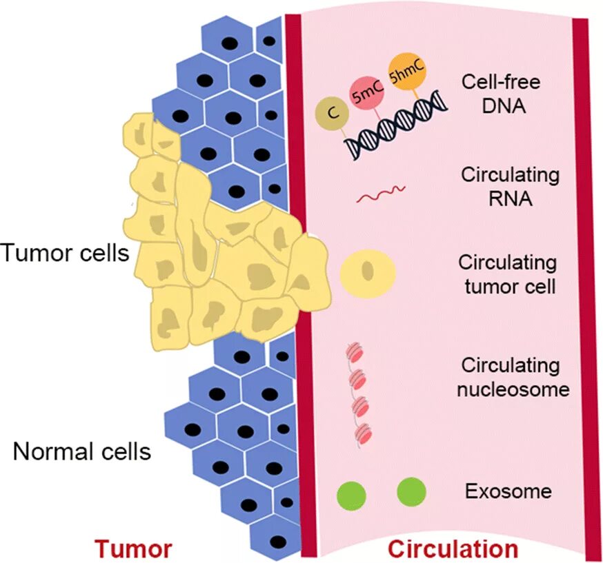 Tumor Cell. Tumor контрольный материал материал.