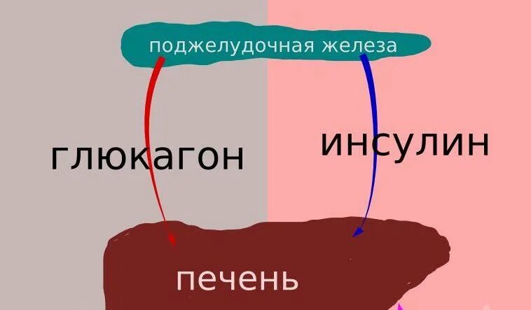 Глюкагон поджелудочной железы. Гормоны инсулин и глюкагон. Инсулин в печени. Действие инсулина и глюкагона. Голод после инсулина