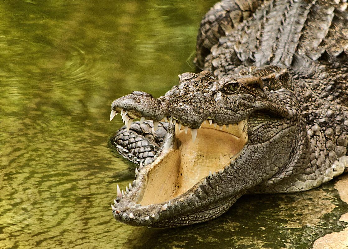 Крокодилы открывают рот. Широкомордый Кайман. Крокодил с открытой пастью. Крокодил с раскрытой пастью. Пасть крокодила.