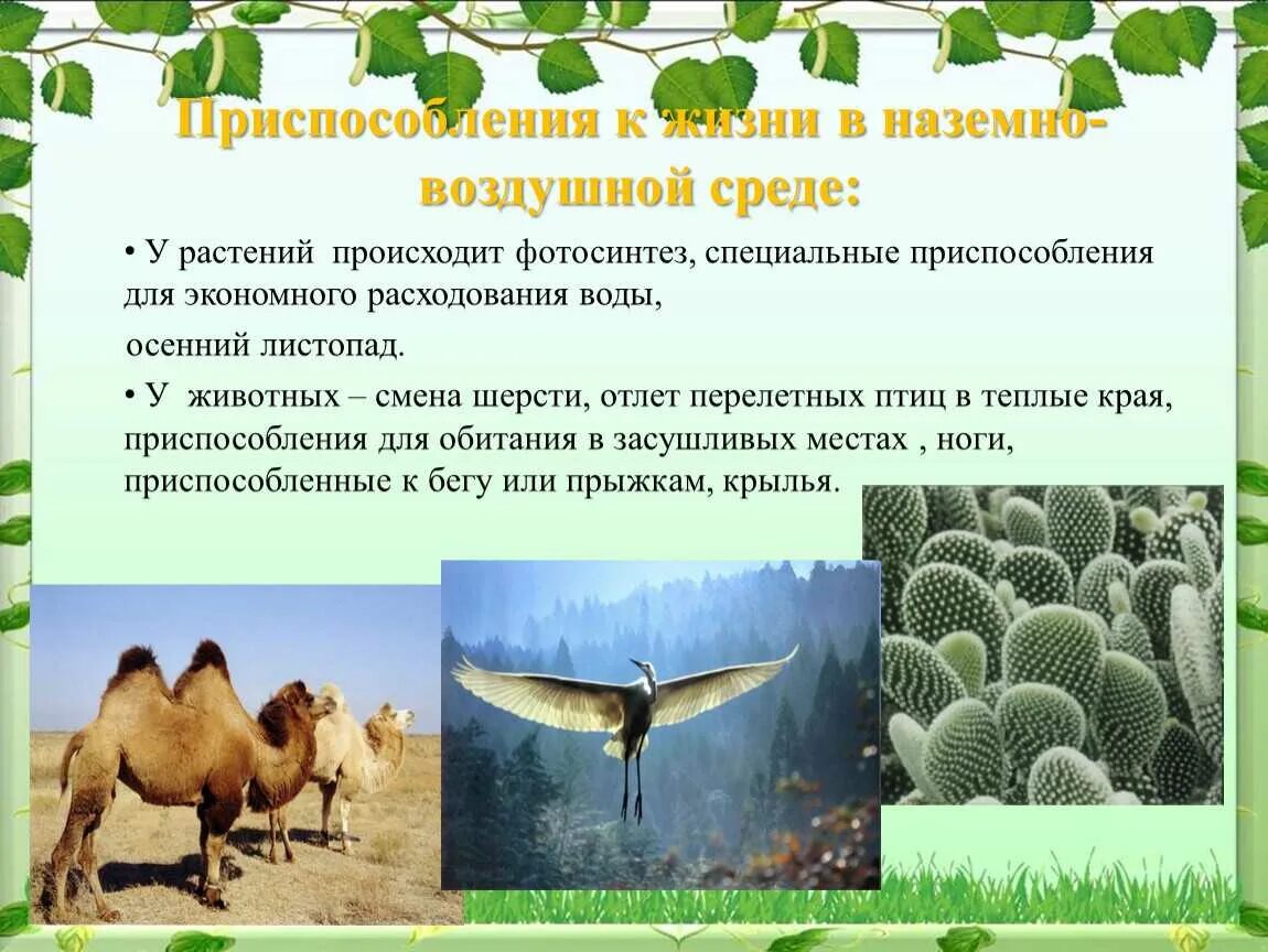 Сообщение о наземном животном