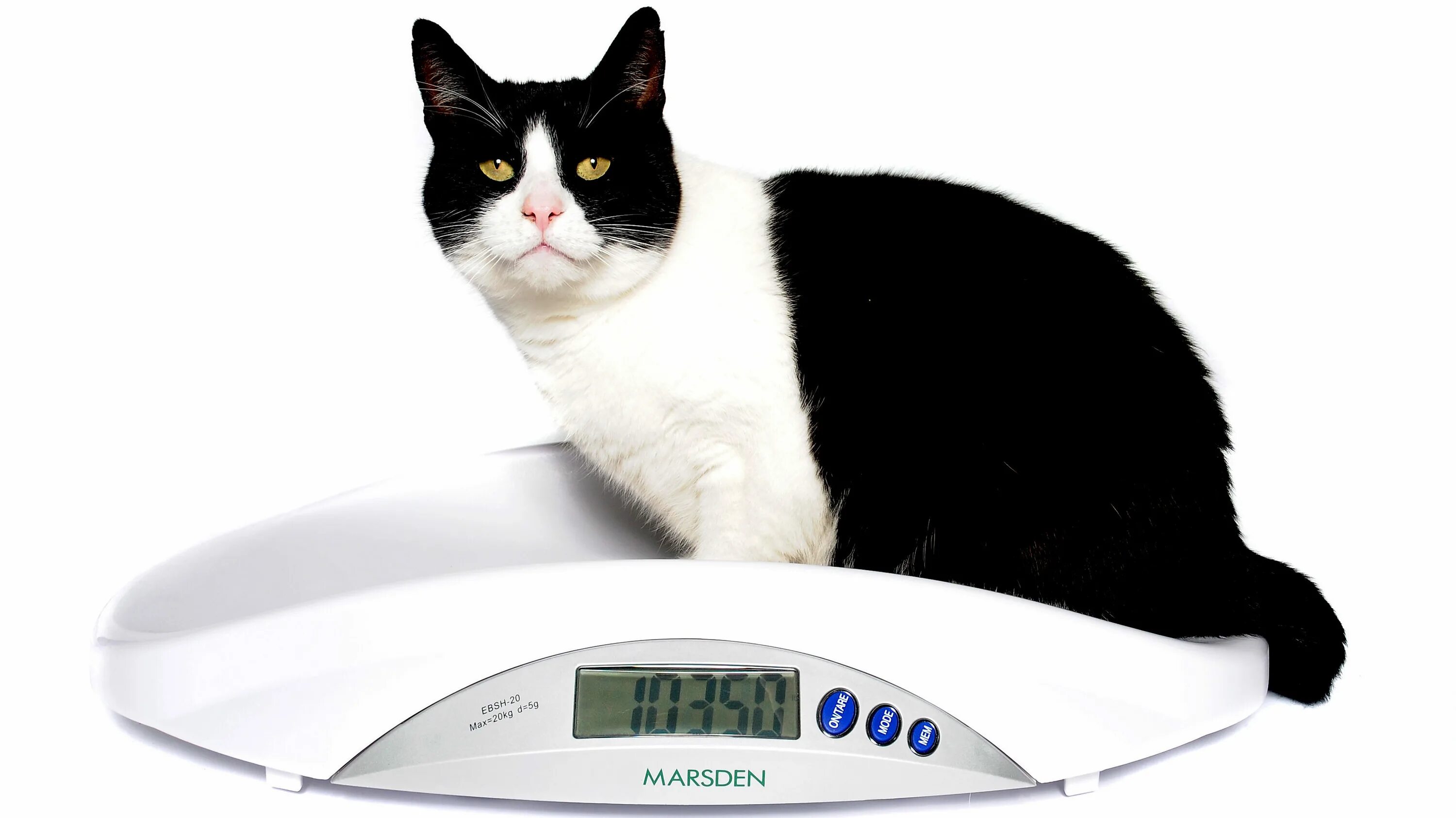 Весы для кошек купить. Весы для кошек. Взвешивание кошки. Весы для взвешивания котят. Котик на весах.