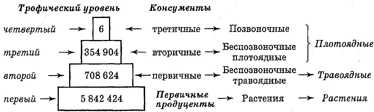 В экосистемах первый трофический уровень занимают. Трофический уровень экологической пирамиды. Трофические уровни экосистемы. Пищевые уровни экологическая пирамида. Трофические уровни пищевой цепи.