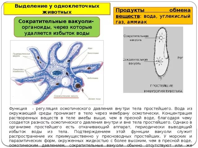 Каким способом осуществляется поглощение амебой клеток водорослей. Амеба обыкновенная сократительной вакуоли. Выделение у одноклеточных животных. Функции органоидов амебы. Выделение веществ у одноклеточных.