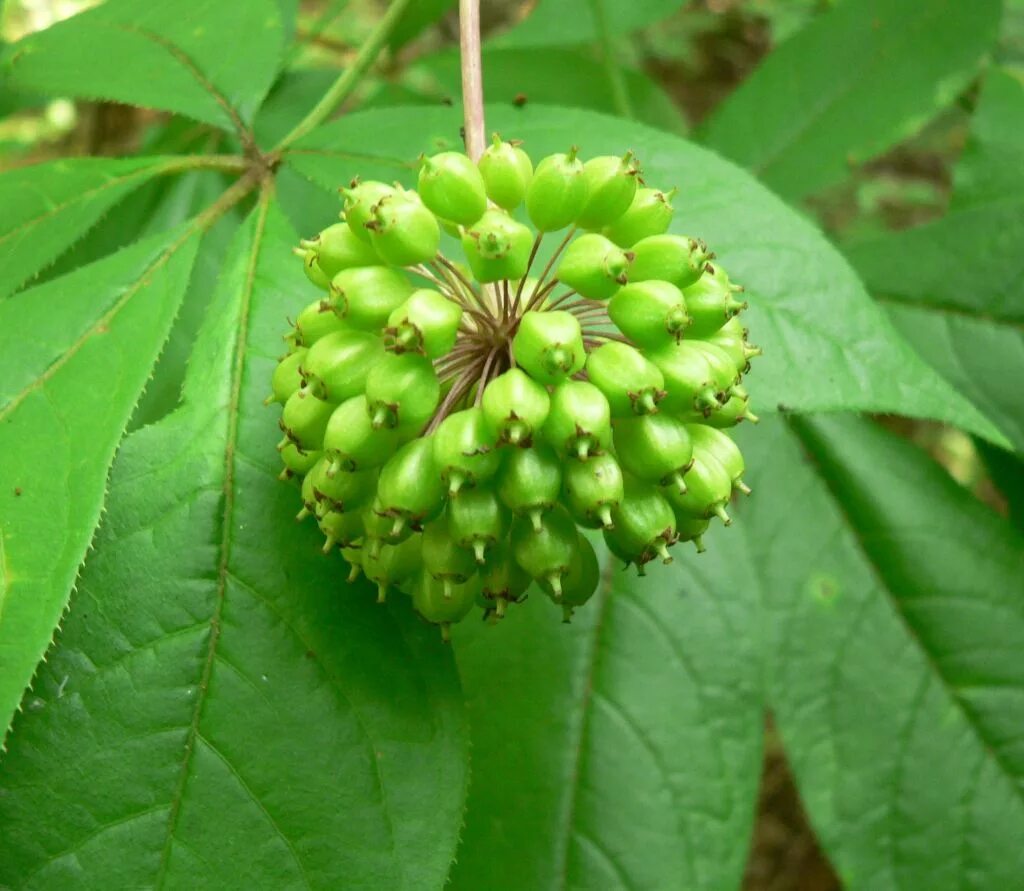 Элеутерококк трава. Элеутерококк колючий. Женьшень Сибирский (Eleutherococcus senticosus). Элеутерококк колючий растение. Элеутерококк колючий куст.