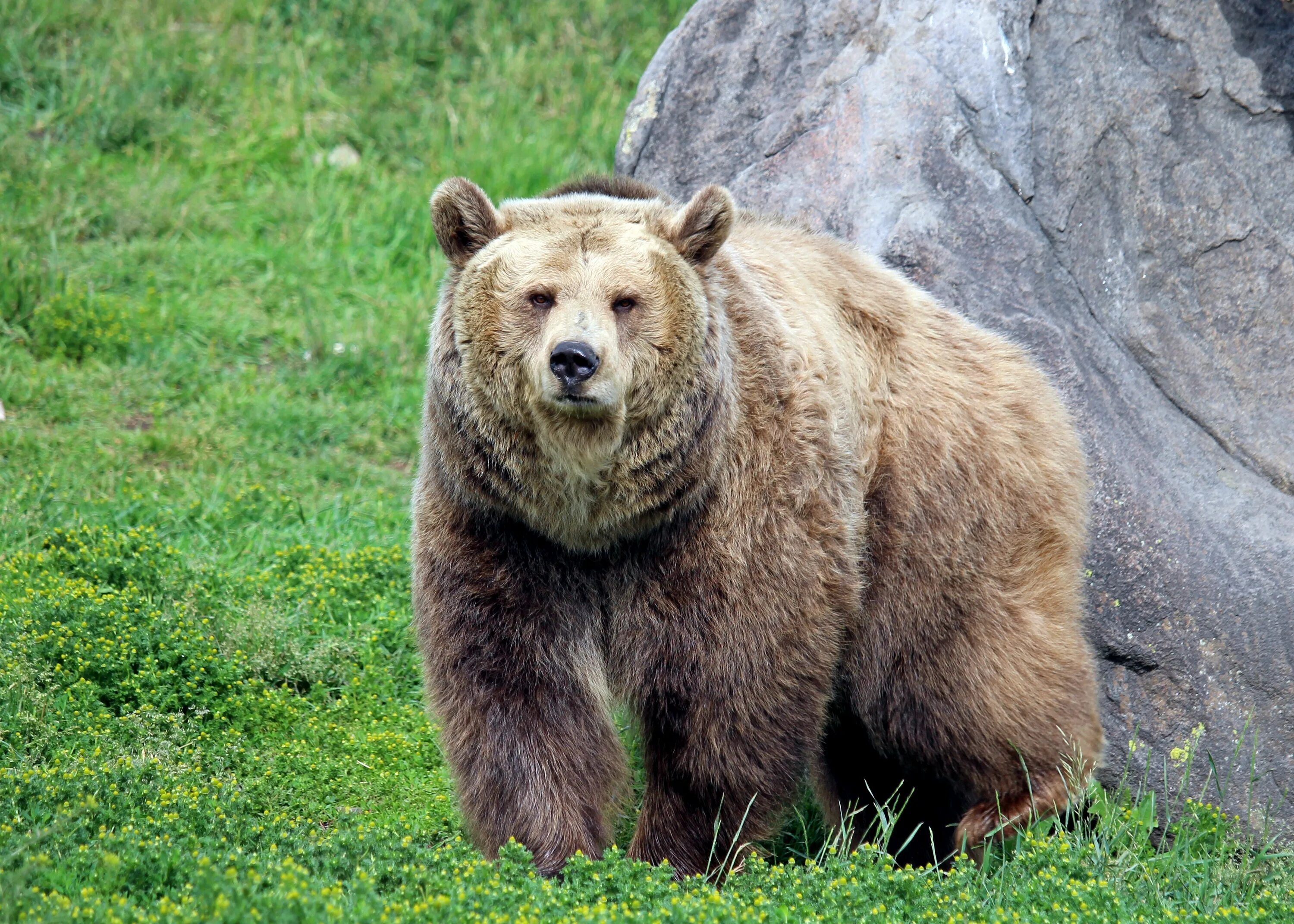 Фото медведя. Гризли и бурый медведь. Гризли Grizzly, Гризли, медведь.. Медведь Гризли большой. Аляскинский бурый медведь.