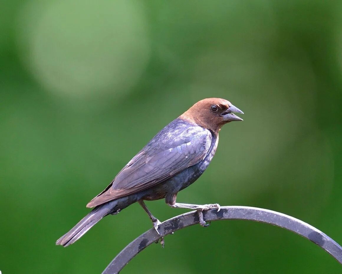 Сойка коричневая. Сойка brandtii. Garrulus glandarius птица. Птица с коричневой головой. Отряд воробьинообразные сойка.