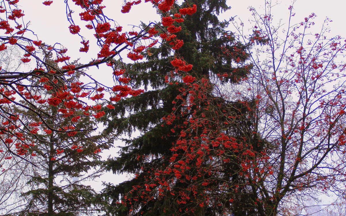 Клен ясенелистный цветет. Облепиха крушиновая лист. Ель в лесу. Горы моховой, близ миасса. Много уродилось рябины – быть лютой зиме.