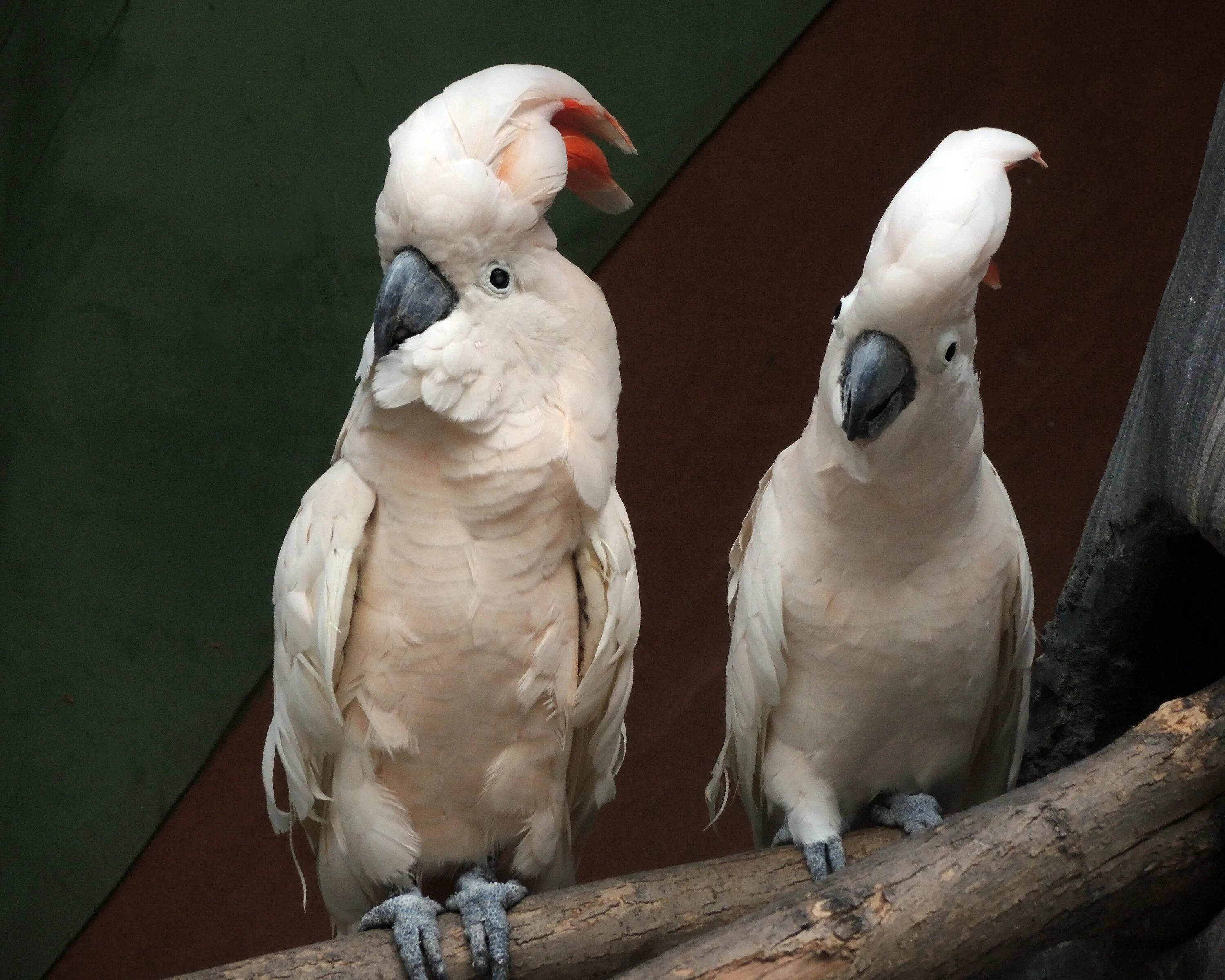 Какаду дома. Попугай Какаду. Белый попугай Какаду. Молуккский Какаду малый. Оранжевохохлый Какаду.