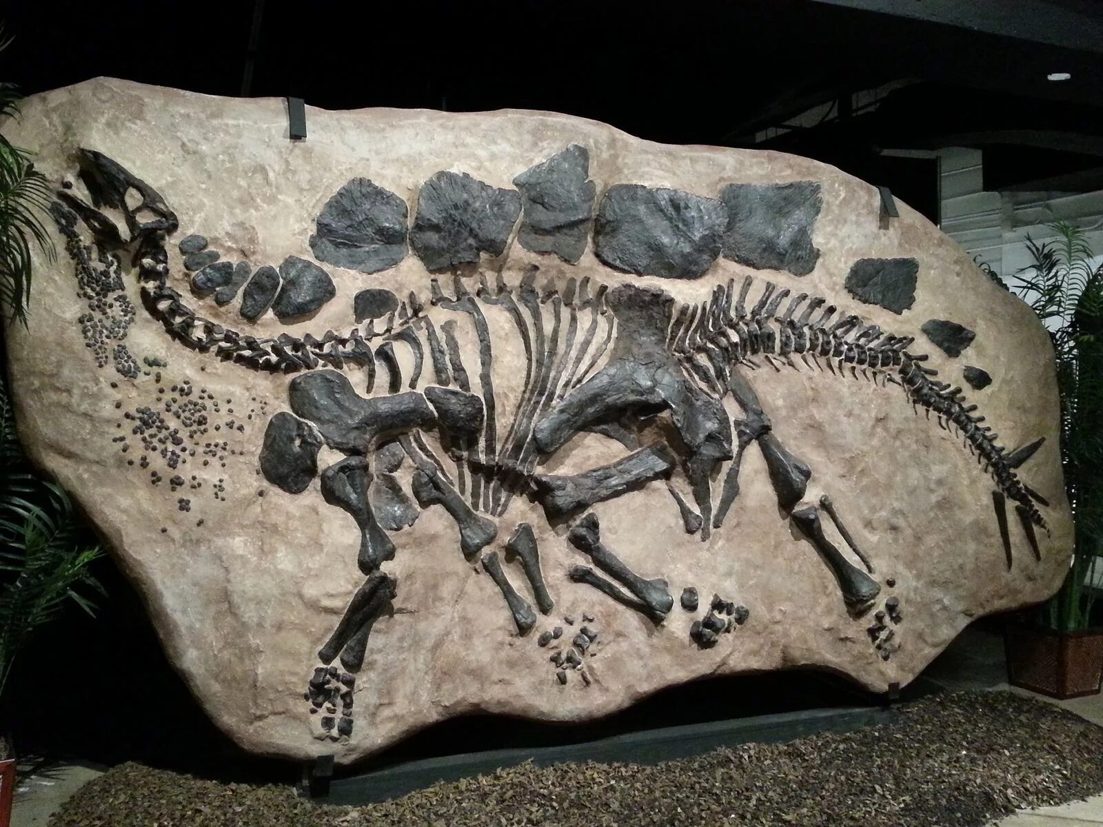 Стегозавр скелет музей. Стегозавр окаменелости. Палеонтология окаменелости. Стегозавр останки.