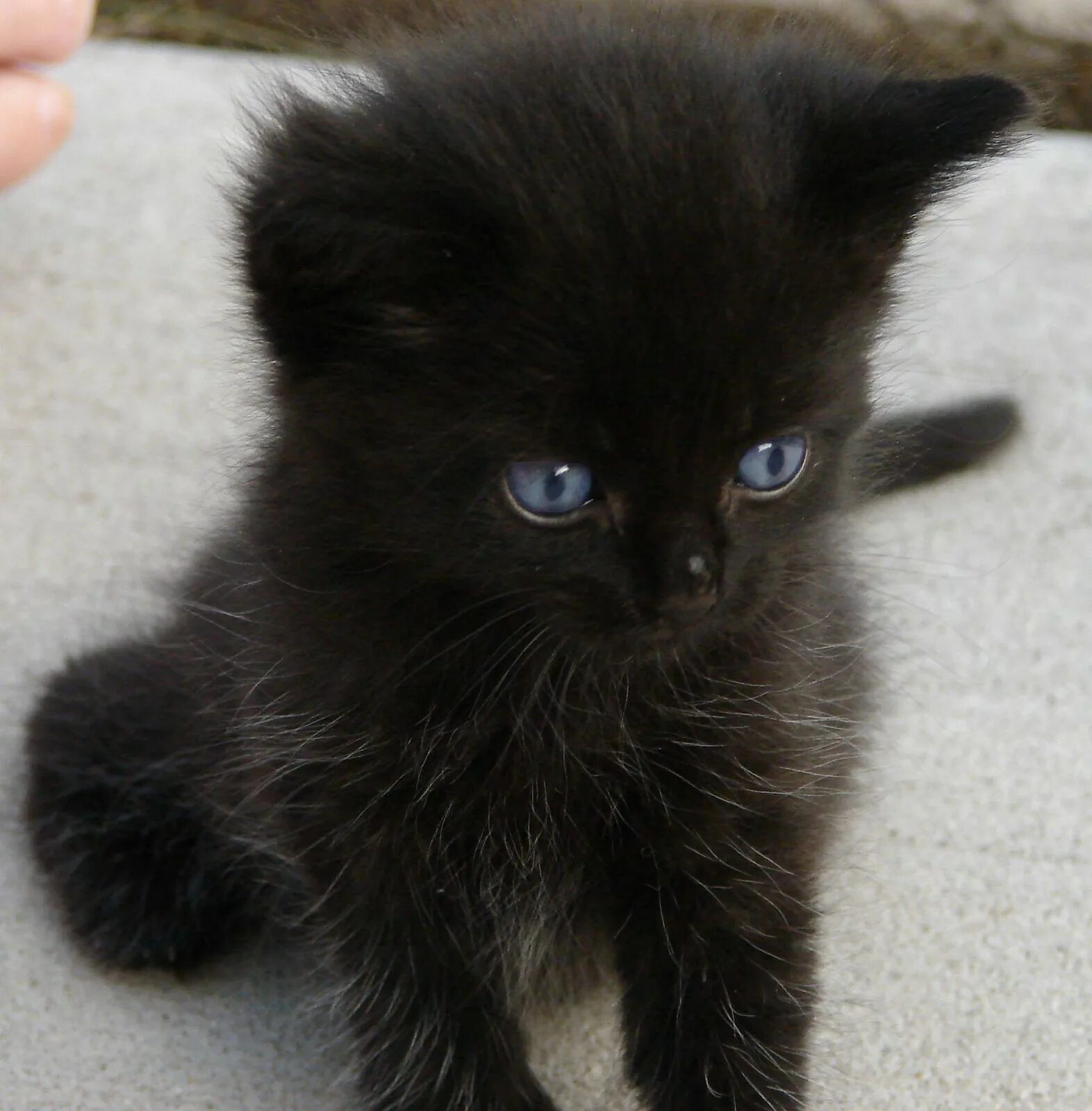 Черный котенок. Черненький котенок. Маленькие чёрные пушистые котята. Чёрный котёнок с голубыми глазами. Черные котята в добрые
