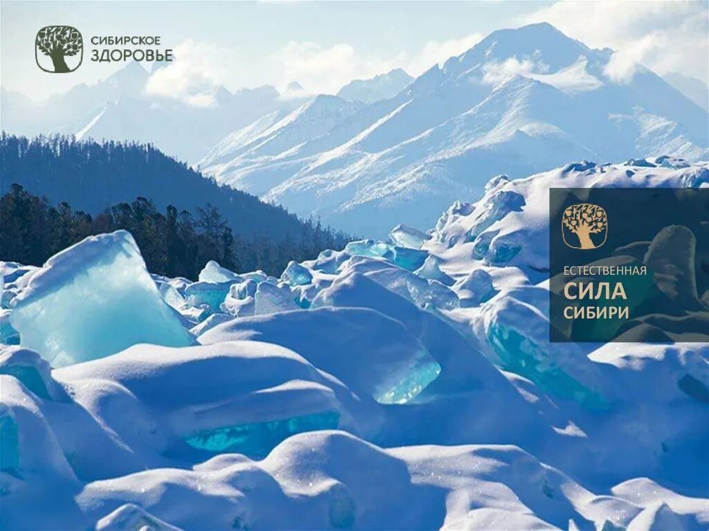 Новая сибирская компания