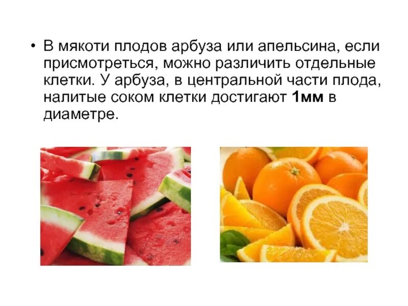 Какое значение имеет мякоть. Мякоть плодов. клетка апельсина. клетки мякоти апельсина под лупой.