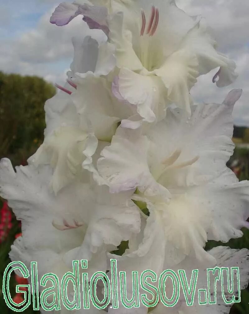 Лук сеншуй еллоу глоб (50 шт. Томат санька f1. Тетраплоидная пшеница. Селекция озимой мягкой пшеницы. Виола виттрока барон красный.