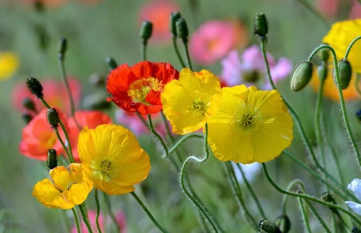 Poppy, Yellow, Macro, Flower Poppies, Poppy images, Macro flower
