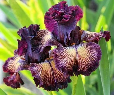 Rare Flowers, Bulb Flowers, Iris Flowers, Lily Flower, Exotic Flowers, Amaz...