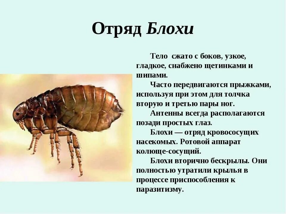 Насекомое живет в теле. Блоха Тип класс отряд. Внешнее строение Блохов. Отряд блохи особенности строения. Внешнее строение блохи.