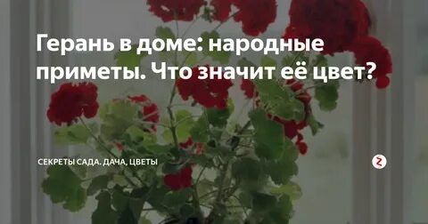 Герань в доме приметы и суеверия