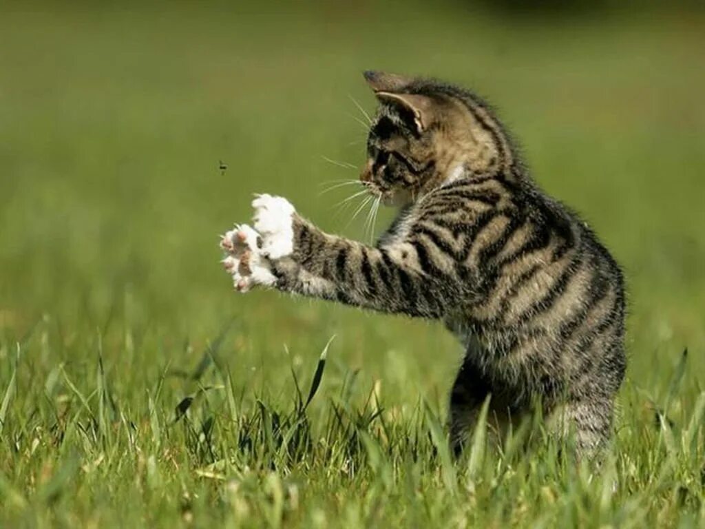 Кошка гонится. Кошка ловит. Кот ловит мух. Кот подкрадывается. Котенок и Муха.