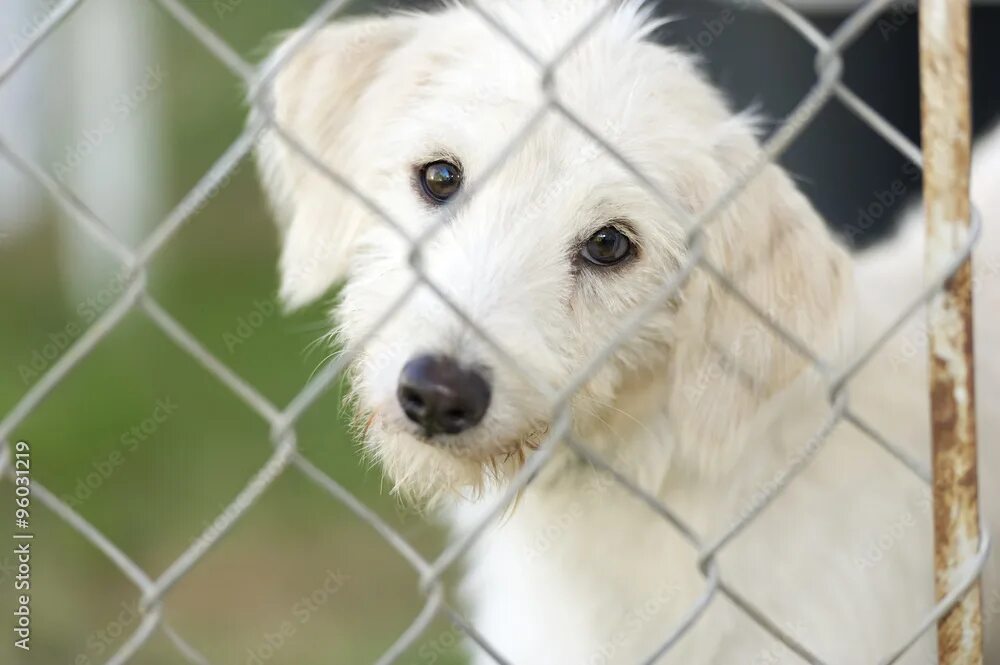 Animal shelter dogs. Dog shelter. shelter for animals. dog net. animal shelter pictures.