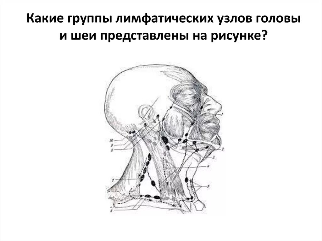 Лимфа группа. Коллекторные лимфатические сосуды. Лимфатические узлы и сосуды брюшной полости схема. Лимфа группа. Интераортокавальные лимфоузлы, парааортальные лимфоузлы.