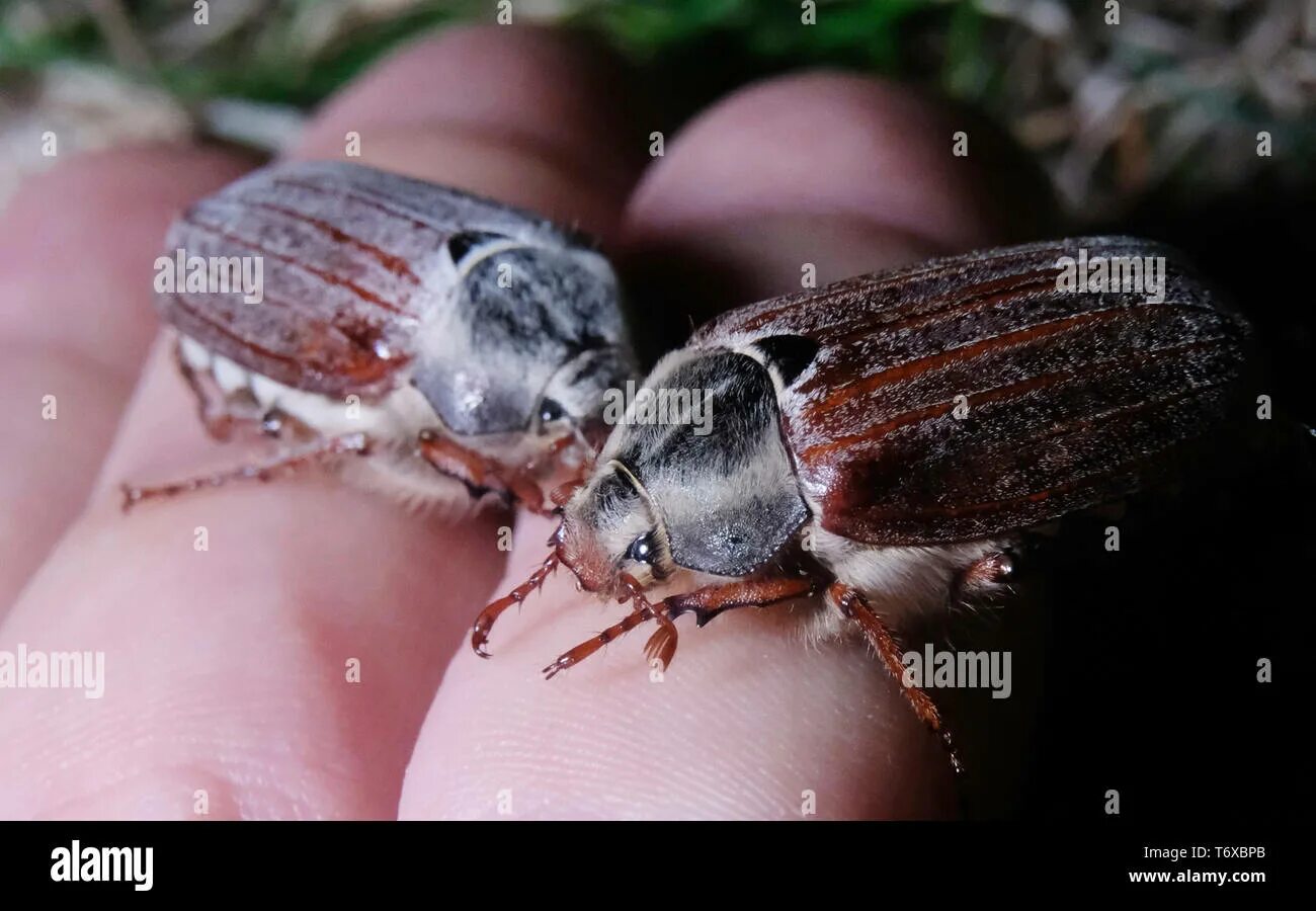 May bug